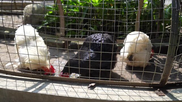 Fluffy Silkie chickens in black and white feathers standing inside a wire mesh cage in a farm setting. Domestic poultry eating and pecking on the ground on a sunny day in a backyard coop.
