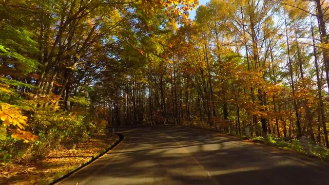 紅葉の道をドライブ
