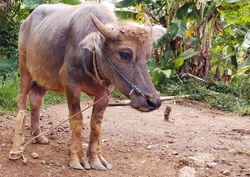 Full body of young water buffalo standing on dirt farm