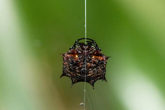 A beautiful biscuit box kite spider (Isoxya tabulata) in dense vegetation, KwaZulu-Natal, South Africa