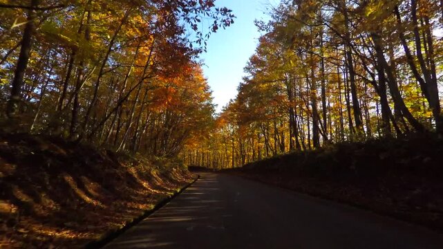 紅葉の道をドライブ