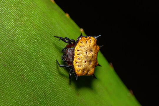 A beautiful biscuit box kite spider (Isoxya tabulata) in dense vegetation, KwaZulu-Natal, South Africa