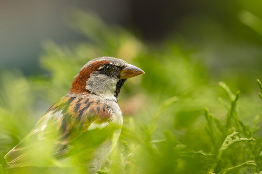 Sparrow on a bush 