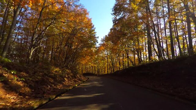 紅葉の道をドライブ