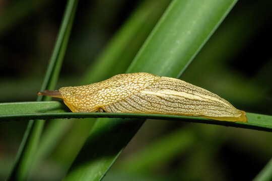 African Banana Slug (Elisolimax flavescens) crawling along a green leaf in dense vegetation, KwaZulu-Natal, South Africa