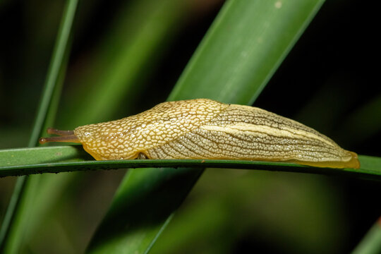 African Banana Slug (Elisolimax flavescens) crawling along a green leaf in dense vegetation, KwaZulu-Natal, South Africa