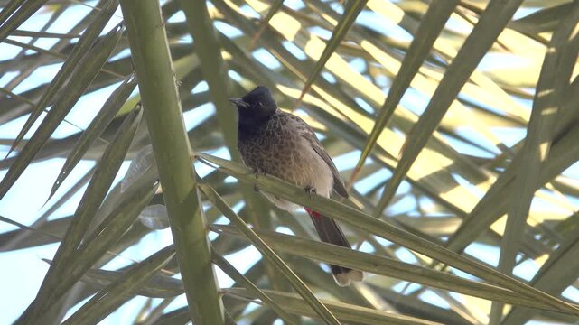 Red-vented Bulbul (Pycnonotus cafer) in Oman