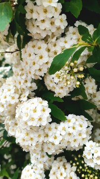 Fiori bianchi su un arbusto