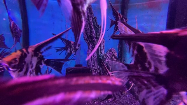 Marble angelfish swimming in aquarium with blue background lighting