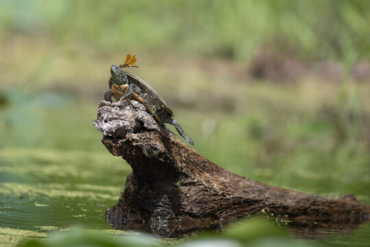Basking Map Turtle with Dragonfly Resting on its Head