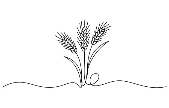 Continuous single line drawing of wheat ears stalks harvest organic farming concept Vector, illustration