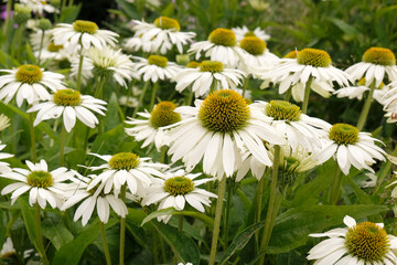 Obraz premium White Echinacea purpurea, coneflower, ‘Alba’ in flower.