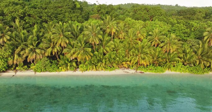 Tegua island, Vanuatu, presents a pristine sandy beach bordered by dense tropical jungle and vibrant green palm trees. With crystal clear turquoise ocean water gently lapping the shore. Aerial flight