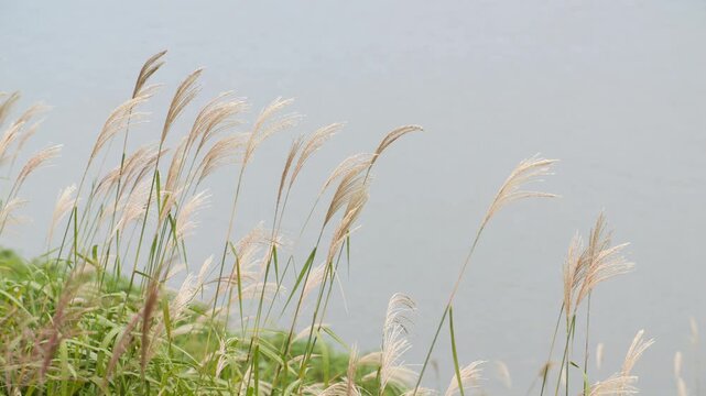 억새 참억새 억새풀 강변 들판 언덕 제방 하늘 자연 풍경 식물 야외 식물원 정원 공원 경관 수목원 여행지 관광지 한국 가을 가을풍경 관상수목 화초군락 군락지 산책로 바람 계절감 야외풍경 생태공원 조경 쉼터
