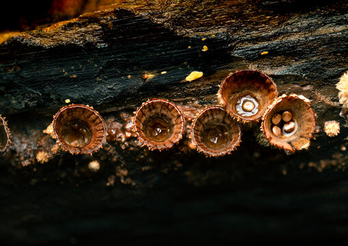 Bird's Nest Fungi Growing on Decaying Wood