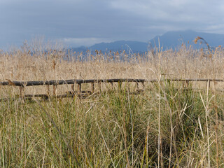 Obraz premium massaciuccoli lake in the province of lucca in italy