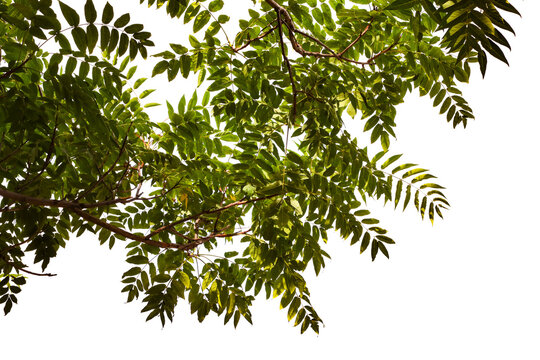 Photograph of a natural ash branch. Close-up. Nature. Chinese ash.