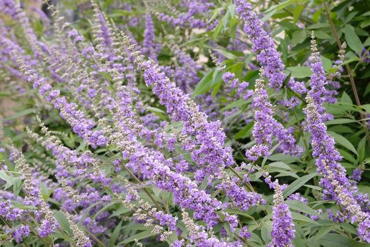 Vitex agnus castus, purple chaste tree, in flower.