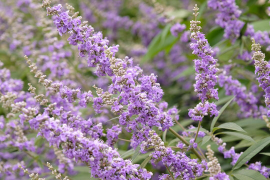 Vitex agnus castus, purple chaste tree, in flower.