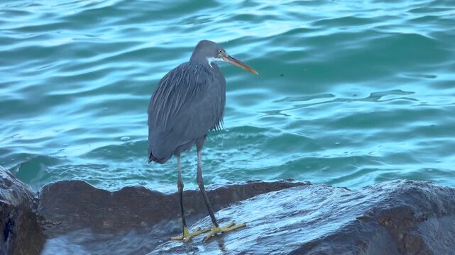 Mascarene reef heron (Egretta dimorpha) in Oman