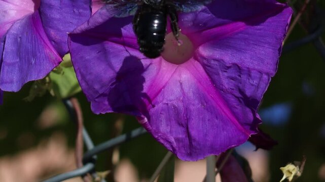 Black carpenter bee pollinating purple morning glory flower