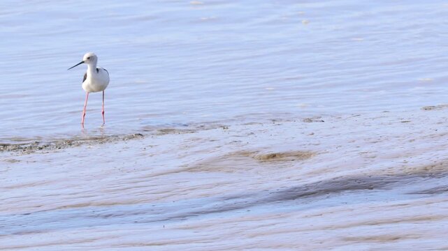 Black-winged stilt wading bird foraging in water