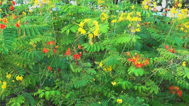 Caesalpinia pulcherrima yellow blooms in Oman