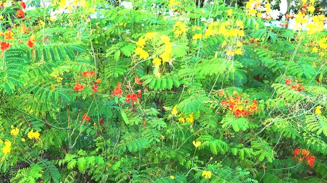 Caesalpinia pulcherrima yellow blooms in Oman