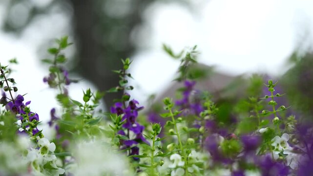 안젤로니아 보라안젤로니아 분홍안젤로니아 생화 꽃밭 화단 식물원 정원 공원 풍경 자연 식물 야외 원예 화초 식재 경관 수목원 여행지 관광지 한국 여름 가을 계절꽃 만발 꽃단지 명소 관상용 야생화 군락지 꽃구경 나들이 클로즈업
