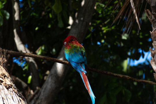 Avitourism and Wildlife Conservation: Scarlet Macaws at a Nature Sanctuary in Tucacas, Falcon state, Venezuela