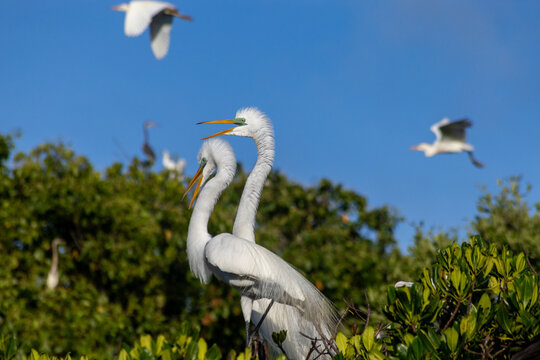 Great Egret and Coastal Birds Perched on Mangroves in Cuare Wildlife Refuge, Morrocoy, Venezuela