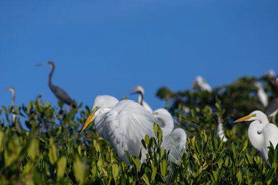 Great Egret and Coastal Birds Perched on Mangroves in Cuare Wildlife Refuge, Morrocoy, Venezuela