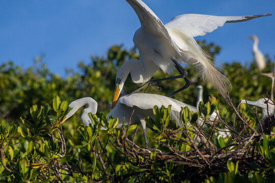 Great Egret and Coastal Birds Perched on Mangroves in Cuare Wildlife Refuge, Morrocoy, Venezuela