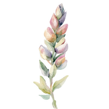 Burros Tail, drawing watercolor, vector isolated on a white background.