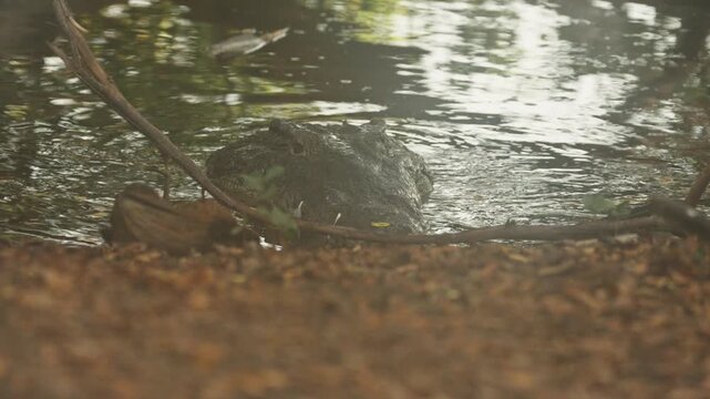 Huge alligator lurking in the murky waters of a tropical swamp, camouflaged in its natural habitat