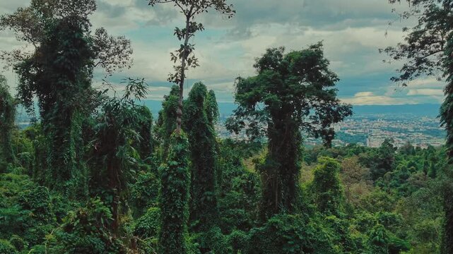 Dense tropical rainforest with vine covered trees and lush green vegetation, Overgrown jungle canopy with rich forest foliage in natural Asian landscape of Thailand 4k