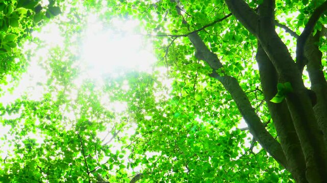 新緑のブナ林