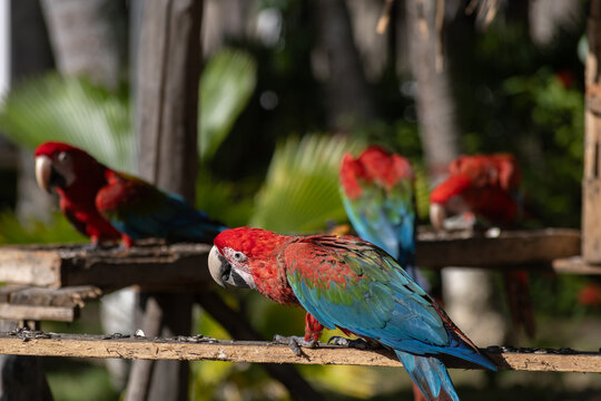 Avitourism and Wildlife Conservation: Scarlet Macaws at a Nature Sanctuary in Tucacas, Falcon state, Venezuela