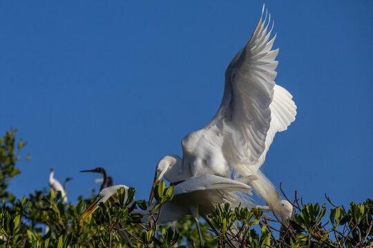 Great Egret and Coastal Birds Perched on Mangroves in Cuare Wildlife Refuge, Morrocoy, Venezuela