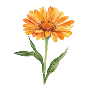 Calendula vector watercolor, isolated on a white background