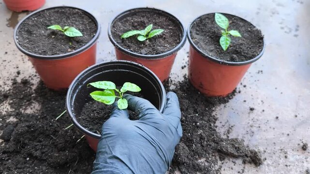 Adding fresh soil around passion fruit seedlings after transplanting into larger growing pots