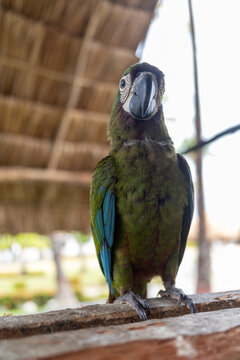 Green Macaw, Ara militaris, Venezuelan fauna