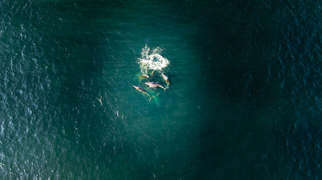 Aerial view of a pod of dolphins swimming in the deep blue waters near Montauk Point, Montauk, New York, United States.