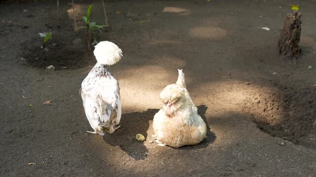 Polish chickens with unique fluffy feathers resting in an enclosure.
