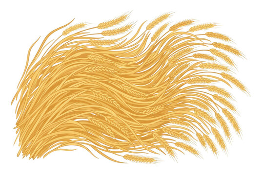 風になびく黄金色の小麦の穂の美しいイラストレーション、農業や収穫をテーマにした自然素材のグラフィックデザイン要素、白背景に配置されたベクター形式の穀物畑のイメージ