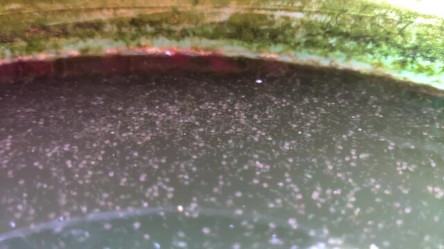 Close-up Video Showing the Reproduction Process and Population Density of Moina or Daphnia Water Fleas