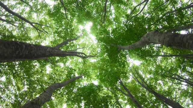 新緑のブナ林