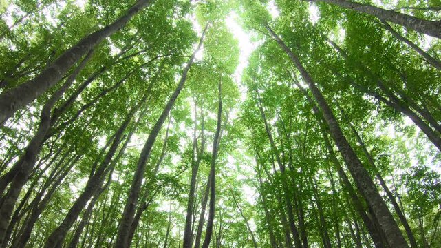 新緑のブナ林