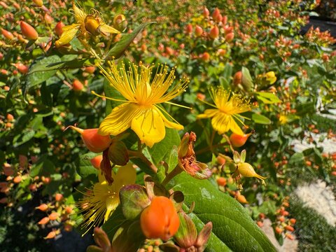 Hypericum androsaemum, known as tutsan or St. John's wort, shows golden yellow flowers and orange-red berries among glossy green leaves, a vivid botanical garden subject for nature and floral designs.