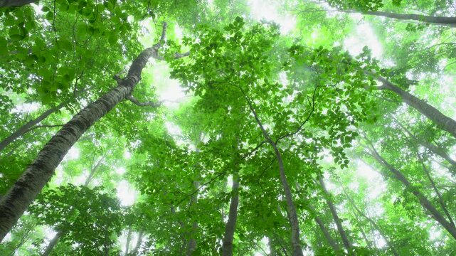 木漏れ日のブナ林